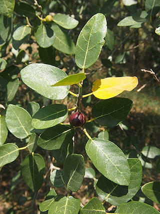 Ficus Opposita